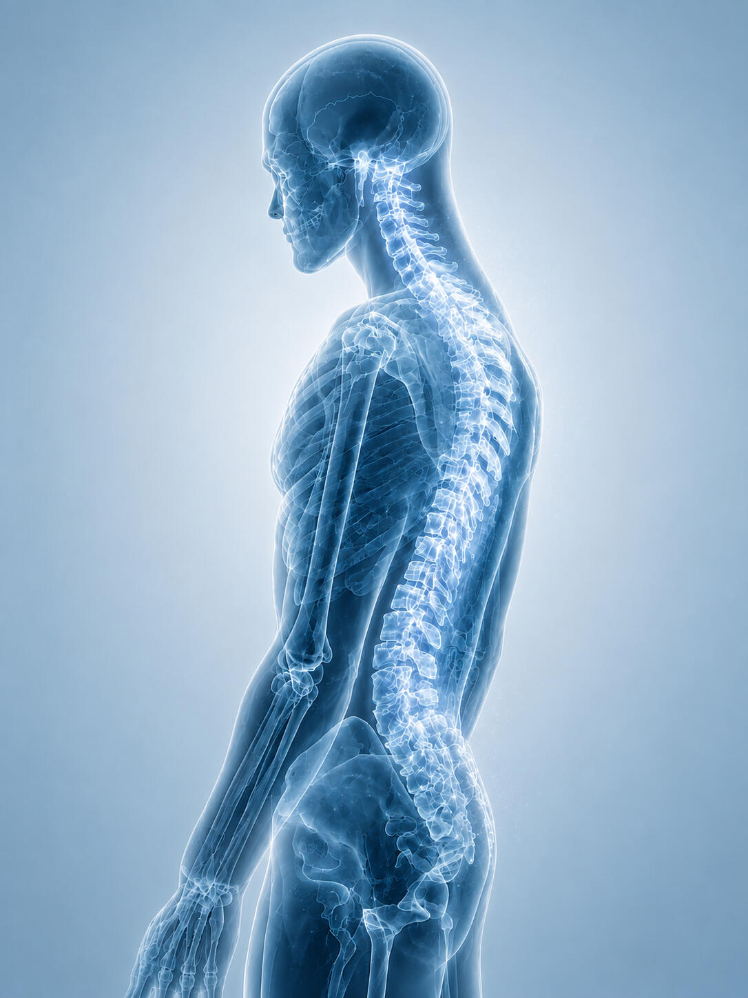 Anatomical illustration of the human spine and nervous system